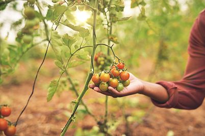 Nemusí to být jen kečup: Jak zpracovat úrodu rajčat